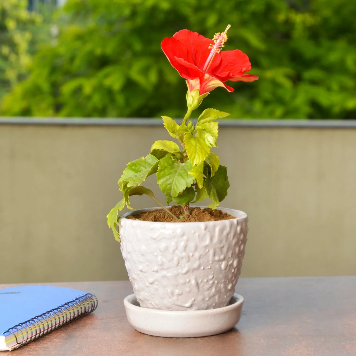 Handpainted Ceramic Planter Pot with Tray (Grey, Diameter - 9 cm, Height - 8 cm)